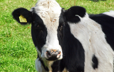 Livestock Training