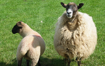 Sheep Shearing